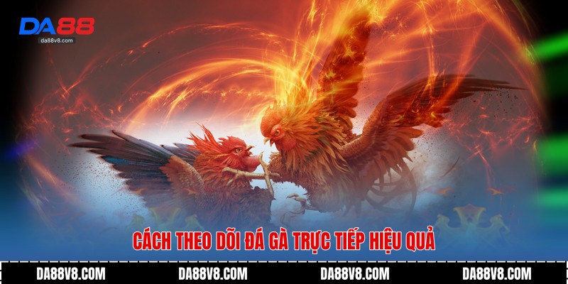 Cách theo dõi đá gà trực tiếp hiệu quả
